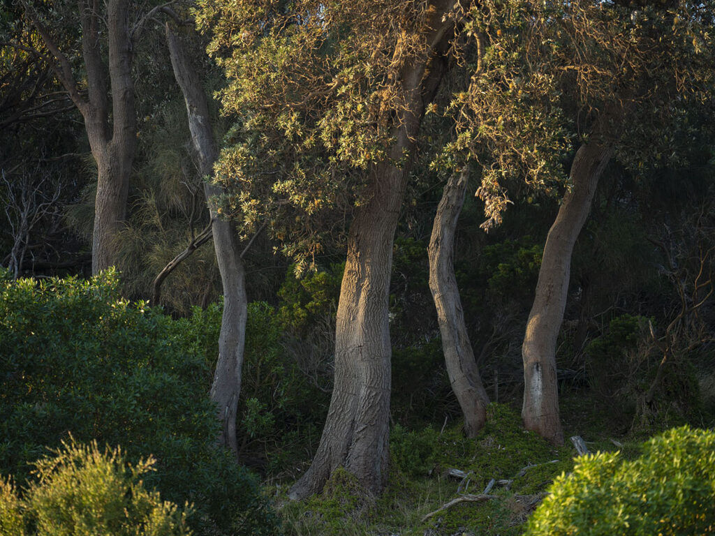 golden autumn on the foreshore at Somers