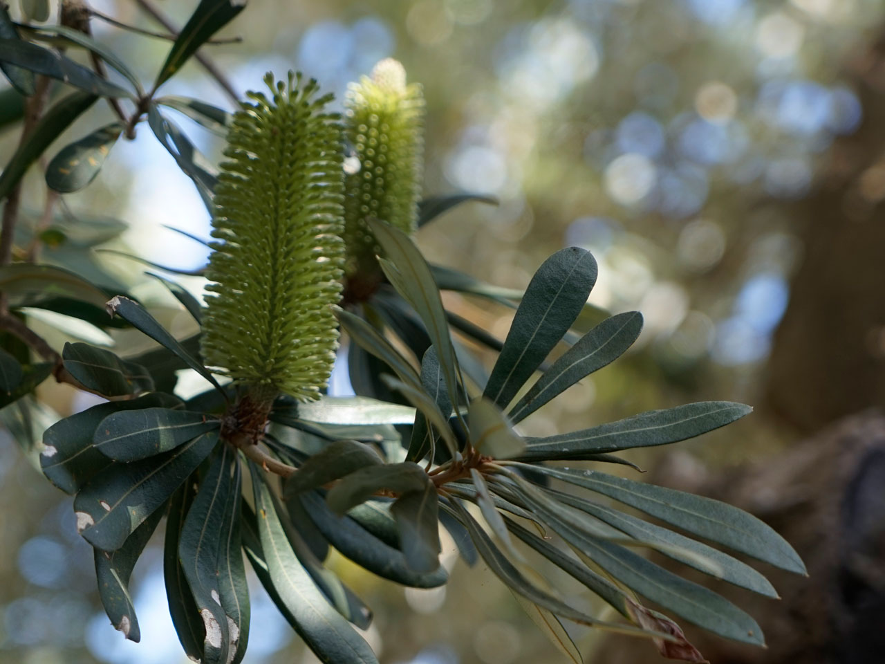 coastal banksia flower buds coastal banksia flowers about to bloom